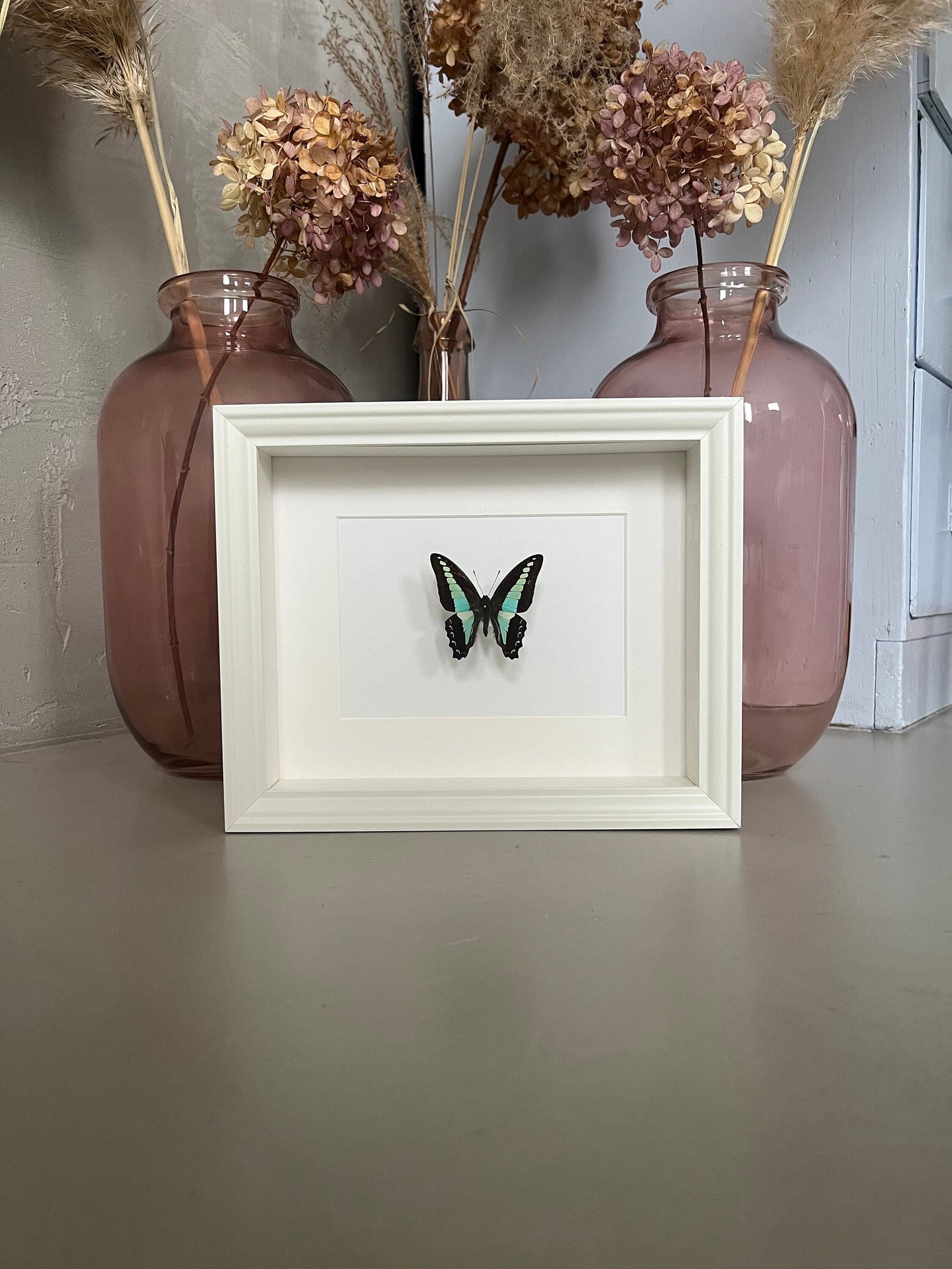 TÜRKISER SCHWALBENSCHWANZ - Graphium milon - Schmetterling im Rahmen - Präparat - Insekt