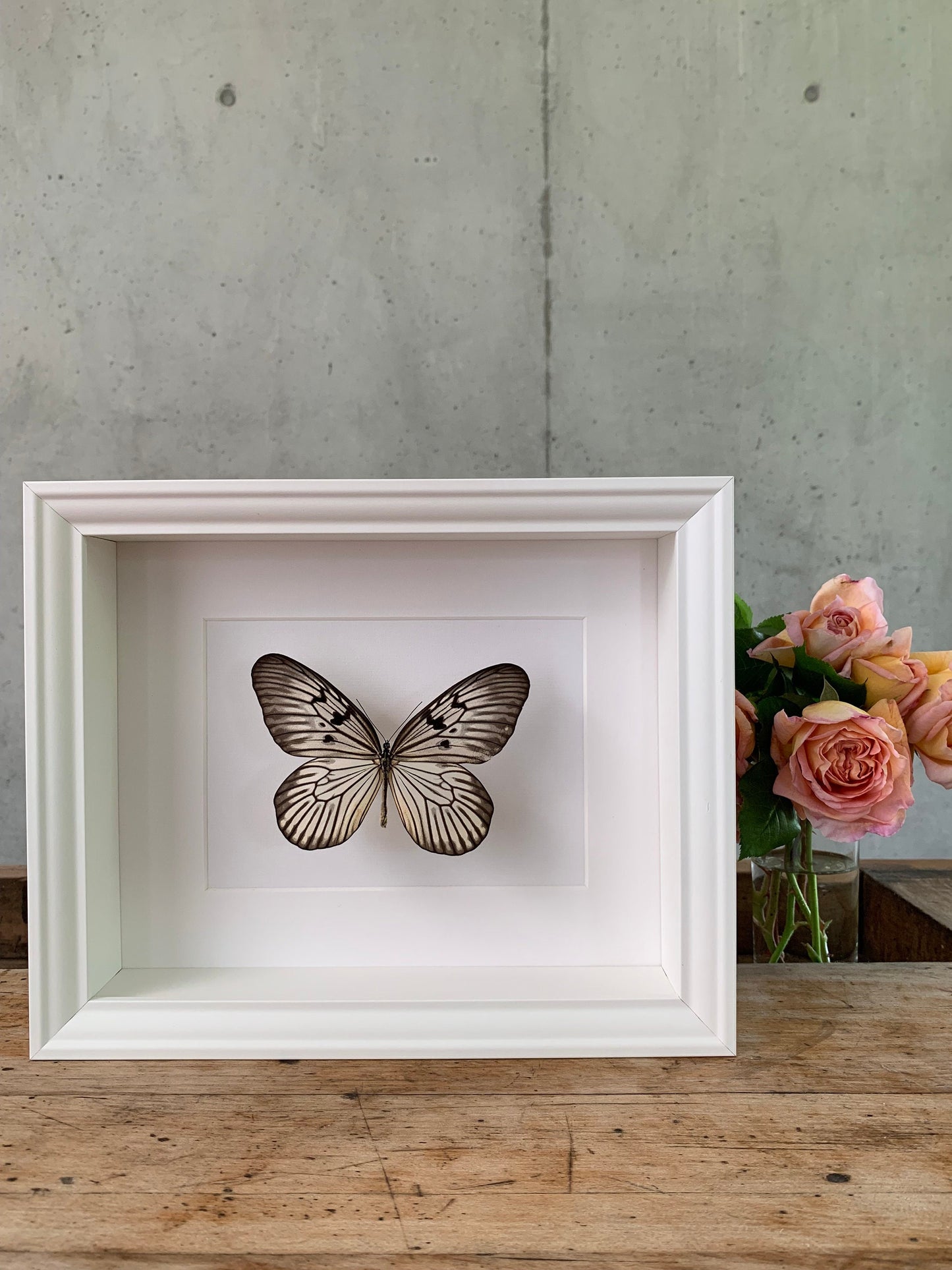 BAUMNYMPHE - Idea blanchardii - Schmetterling im Rahmen - Präparat - Insekt